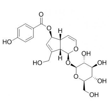 6-O-p-Hydroxybenzoylaucubin