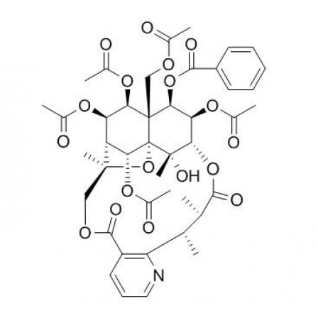 Mayteine